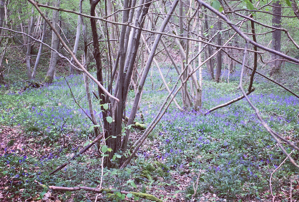 Les jacinthes des bois et Hyacynthe…