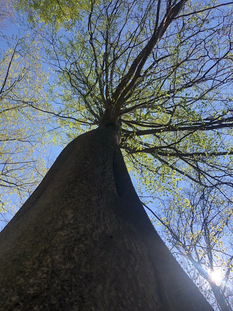 Géobiologie Hêtre au printemps Mélina Maillez