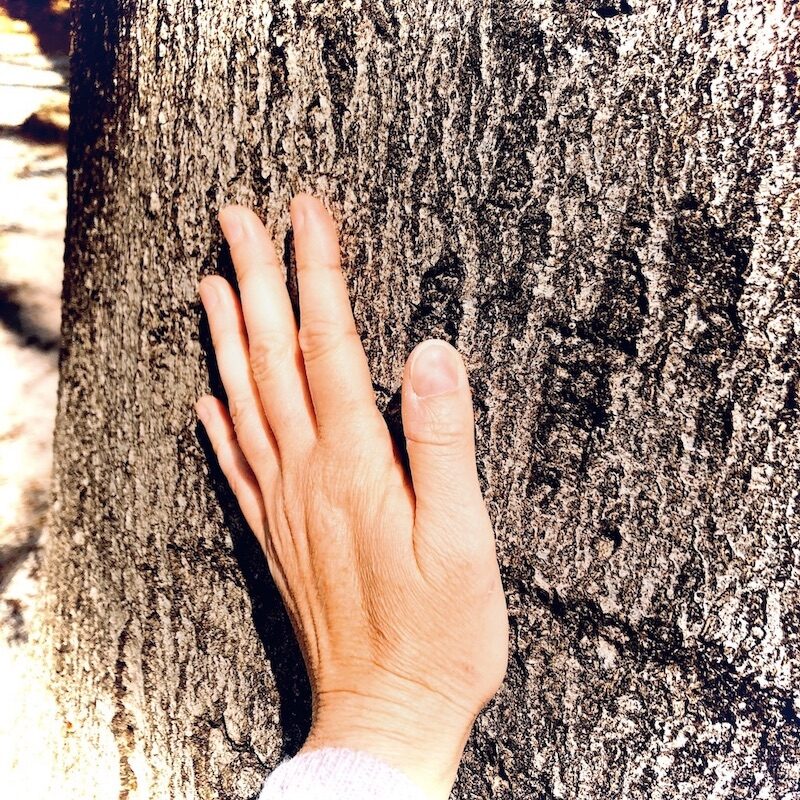 Géobiologie Intuition Main et arbre Mélina Maillez