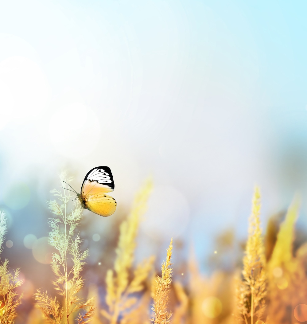 Autumn and summer landscape. Yellow field and blue sky.